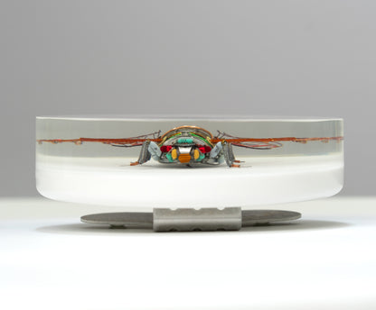 Photocell Cicada, 2024