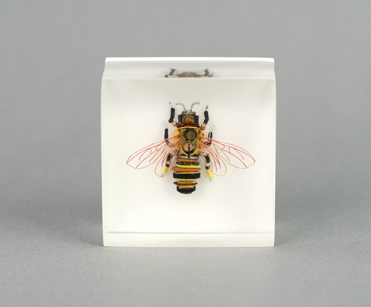 Apis Exotica II, 2026