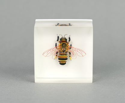Apis Exotica II, 2026