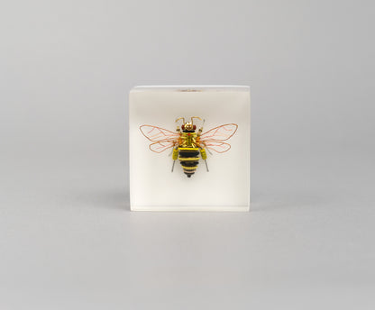 BeeBee, 2026