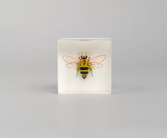 BeeBee, 2026