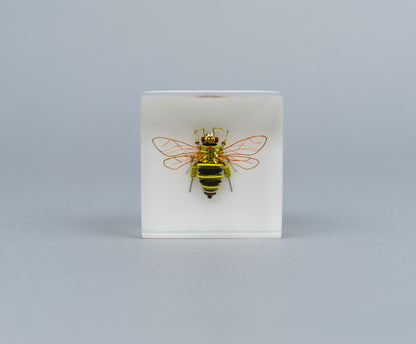 BeeBee, 2026