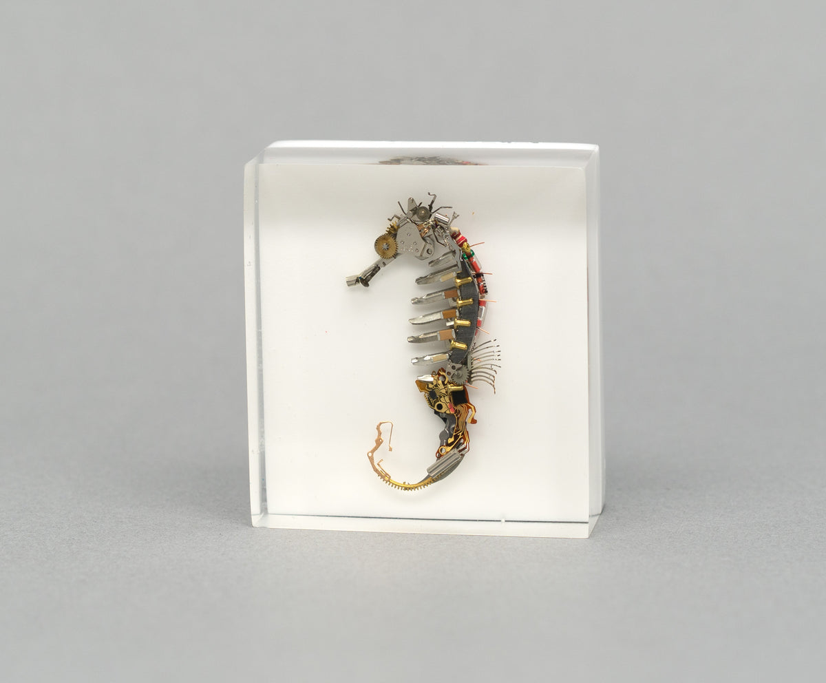 Ronda Seahorse, 2026