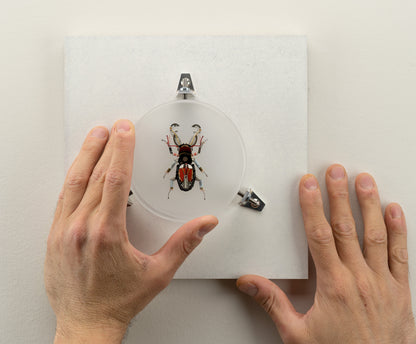 Acanthus Stag Beetle, 2023