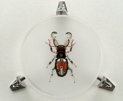 Acanthus Stag Beetle, 2023