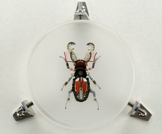 Acanthus Stag Beetle, 2023