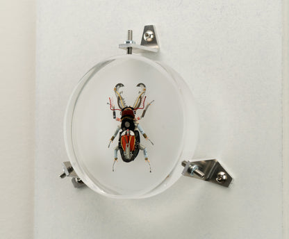Acanthus Stag Beetle, 2023