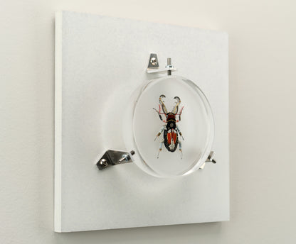 Acanthus Stag Beetle, 2023