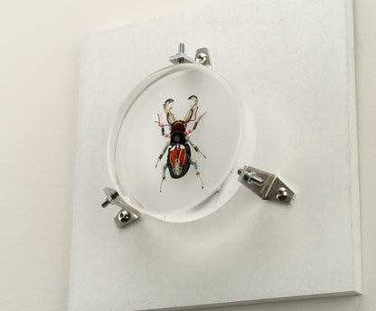 Acanthus Stag Beetle, 2023