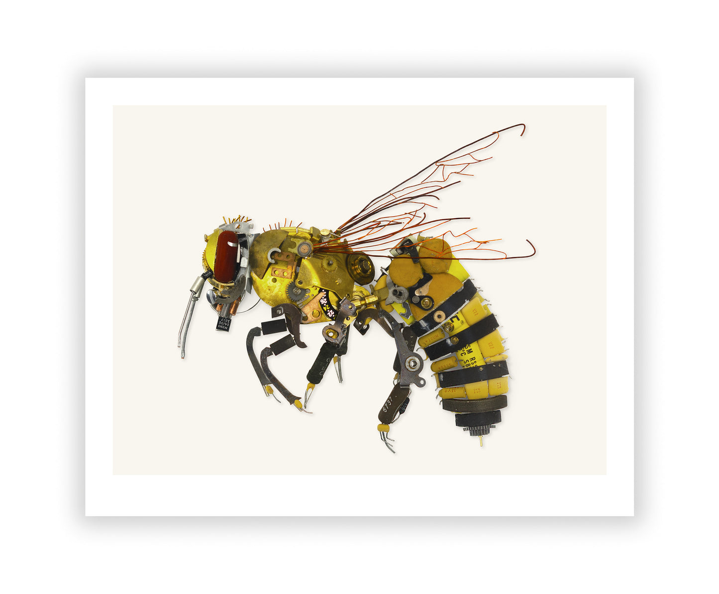 Honey Bee Signed Fine Art Print (8 x 10)