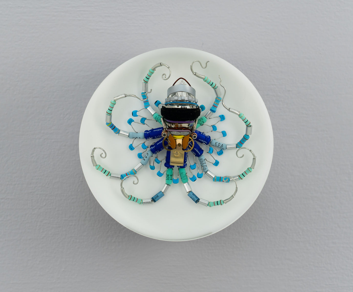 Wagon Wheel Octopus (Tube-Head Cephalopod), 2025