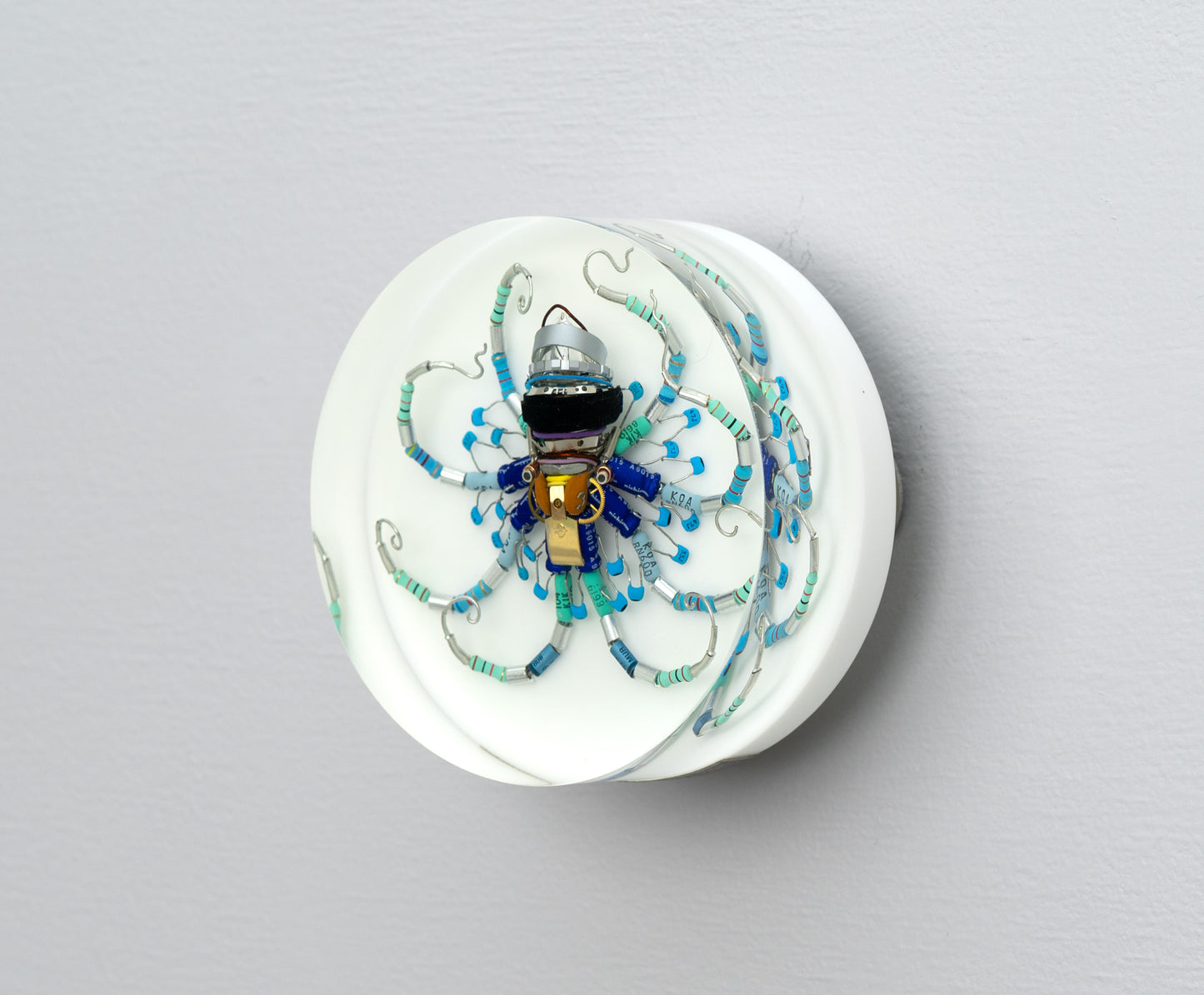 Wagon Wheel Octopus (Tube-Head Cephalopod), 2025