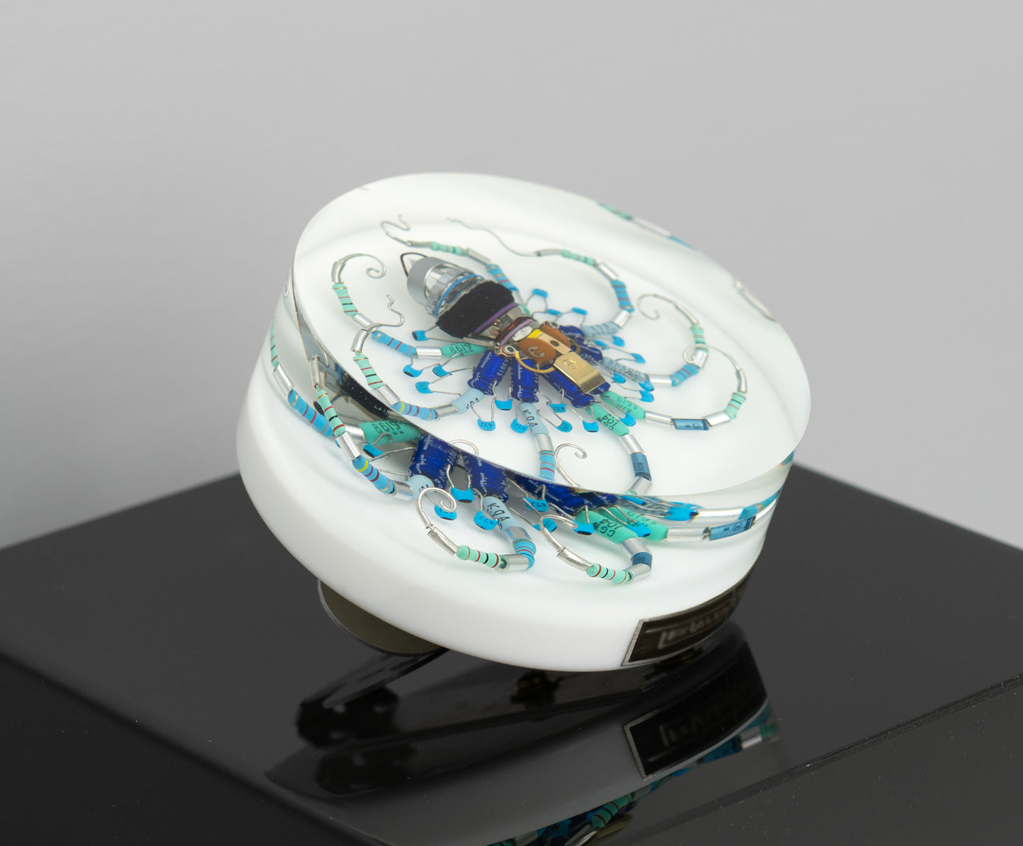 Wagon Wheel Octopus (Tube-Head Cephalopod), 2025