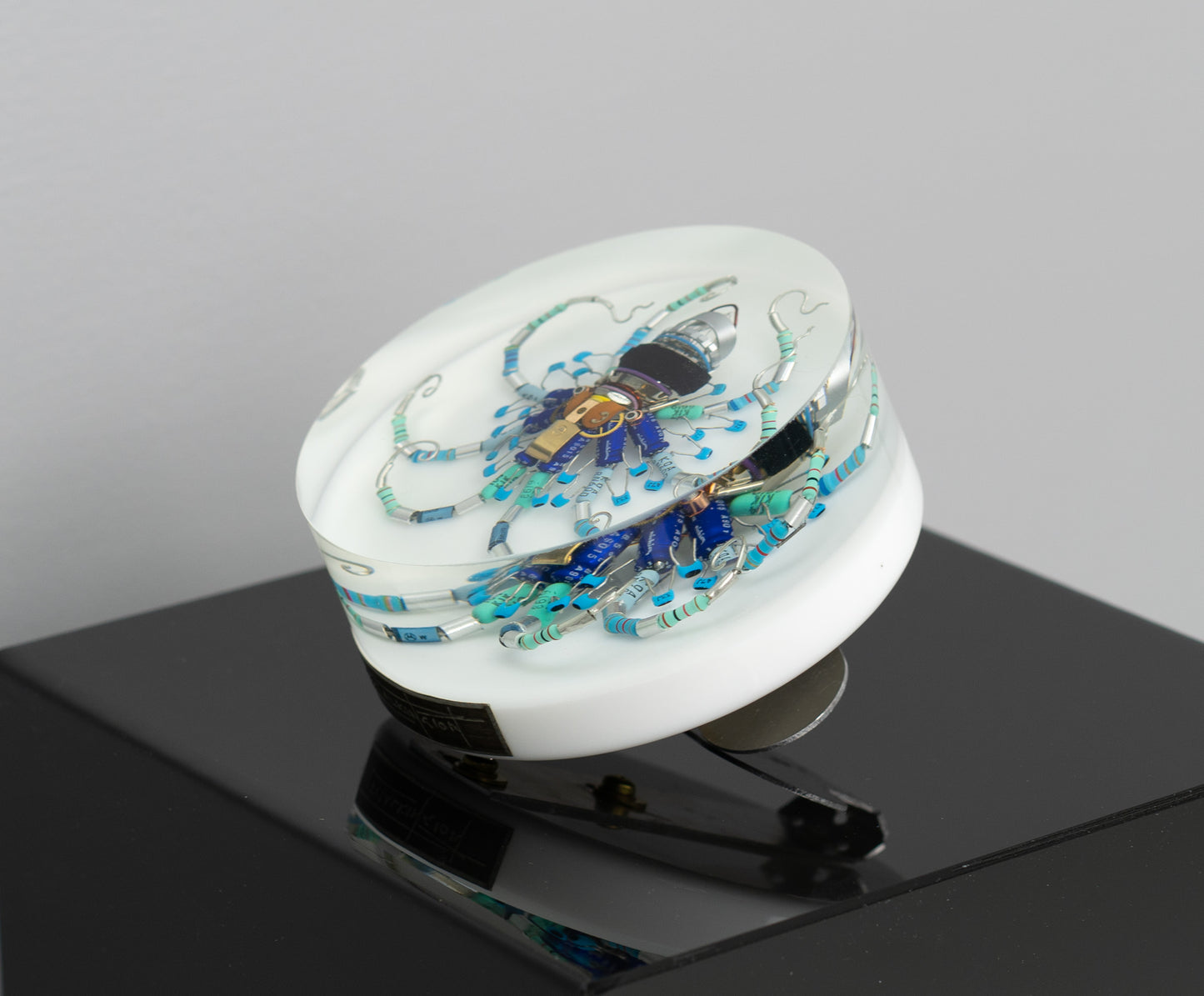 Wagon Wheel Octopus (Tube-Head Cephalopod), 2025