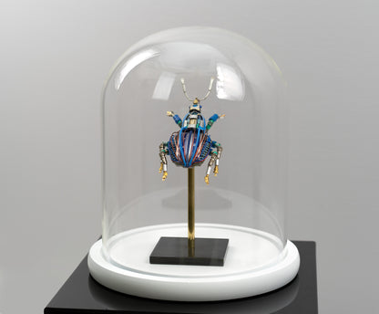 Blue-Gauge Weevil, 2025