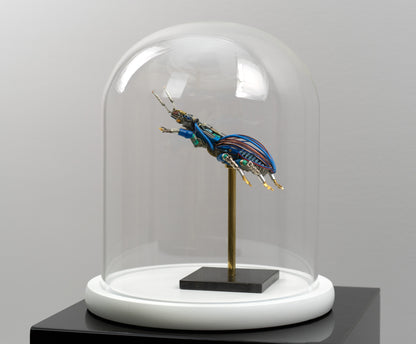 Blue-Gauge Weevil, 2025