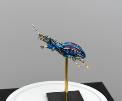 Blue-Gauge Weevil, 2025