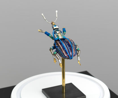 Blue-Gauge Weevil, 2025