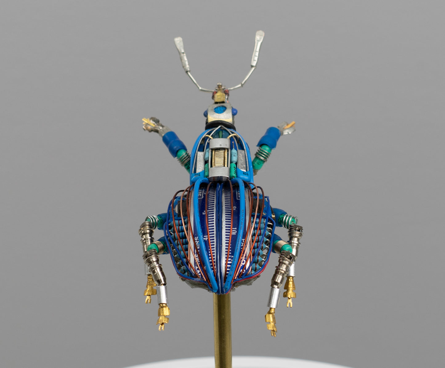 Blue-Gauge Weevil, 2025
