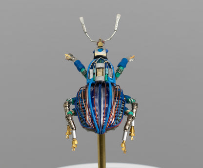 Blue-Gauge Weevil, 2025