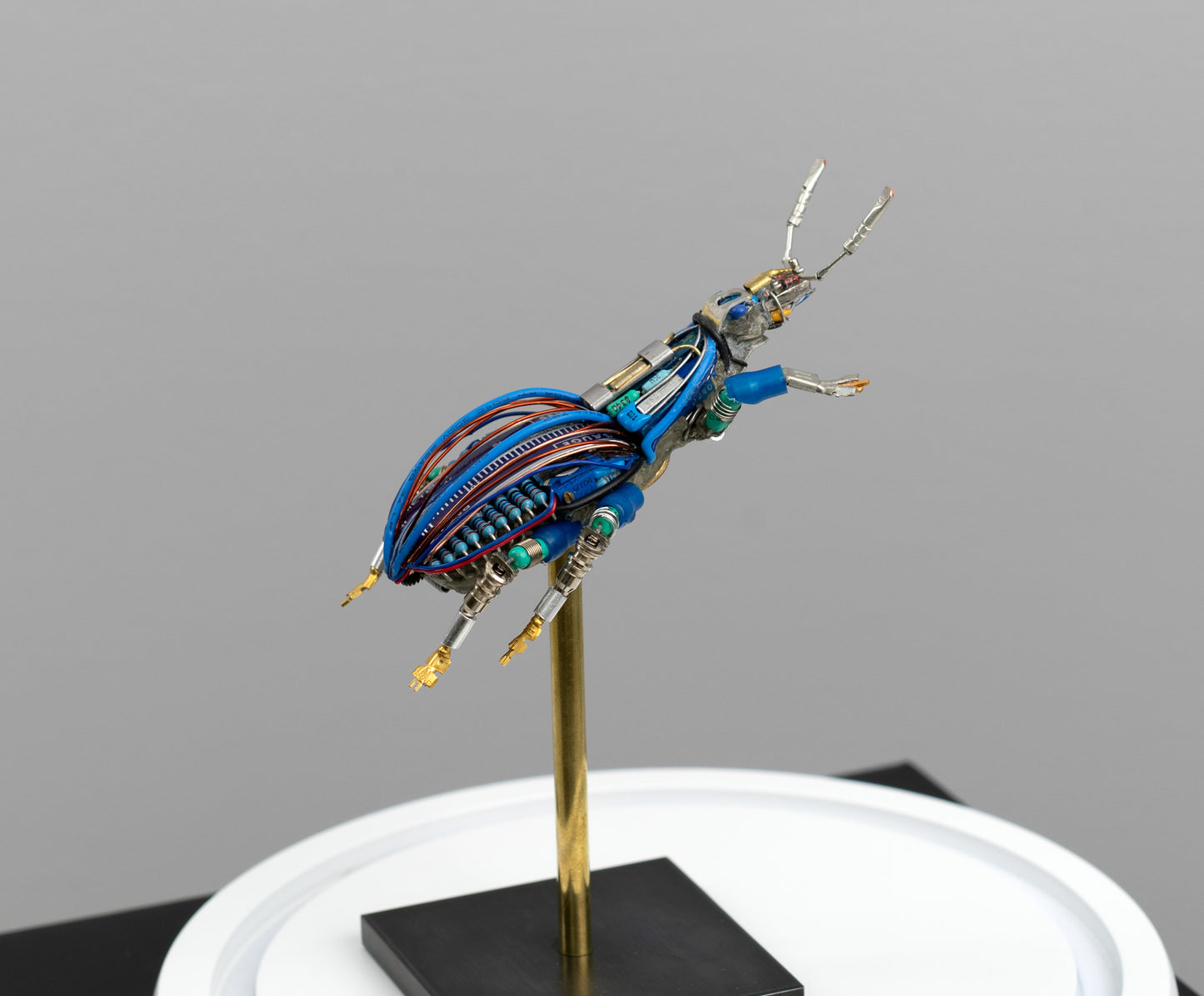Blue-Gauge Weevil, 2025