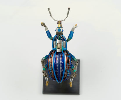 Blue-Gauge Weevil, 2025