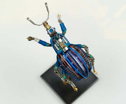 Blue-Gauge Weevil, 2025
