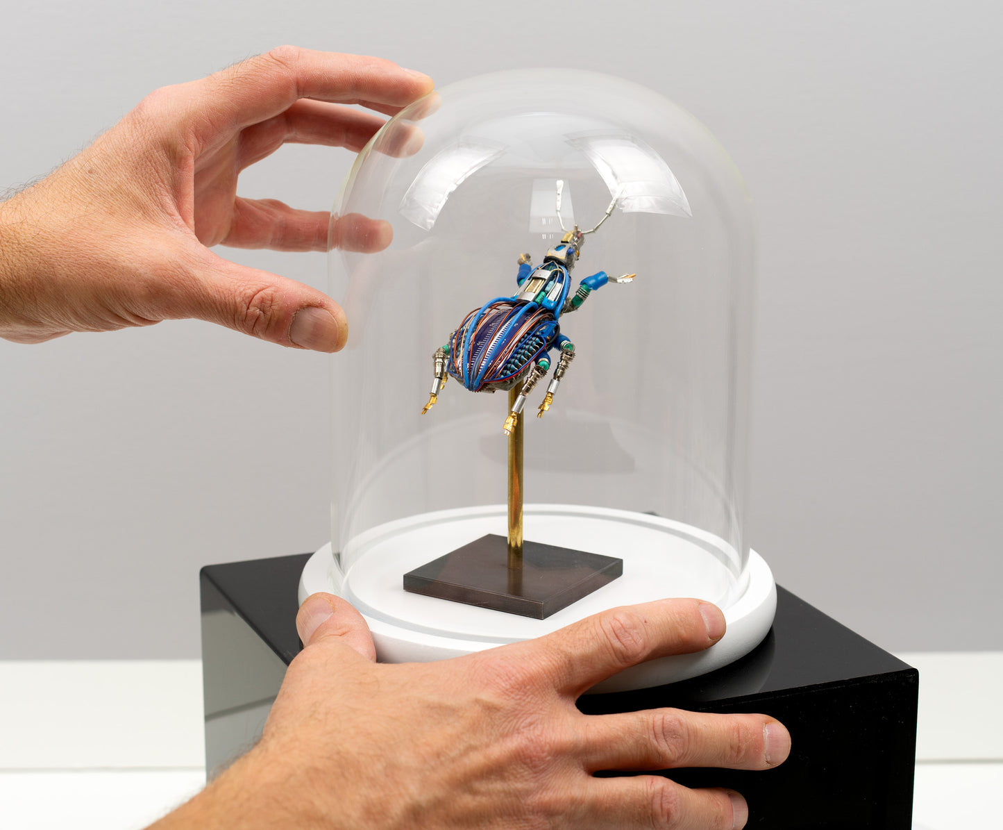 Blue-Gauge Weevil, 2025