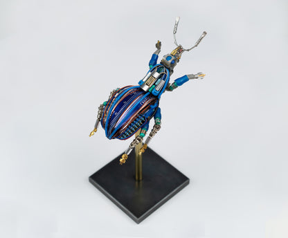 Blue-Gauge Weevil, 2025
