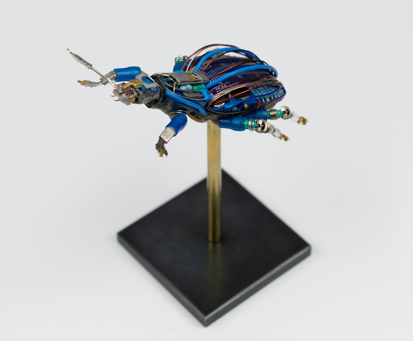 Blue-Gauge Weevil, 2025