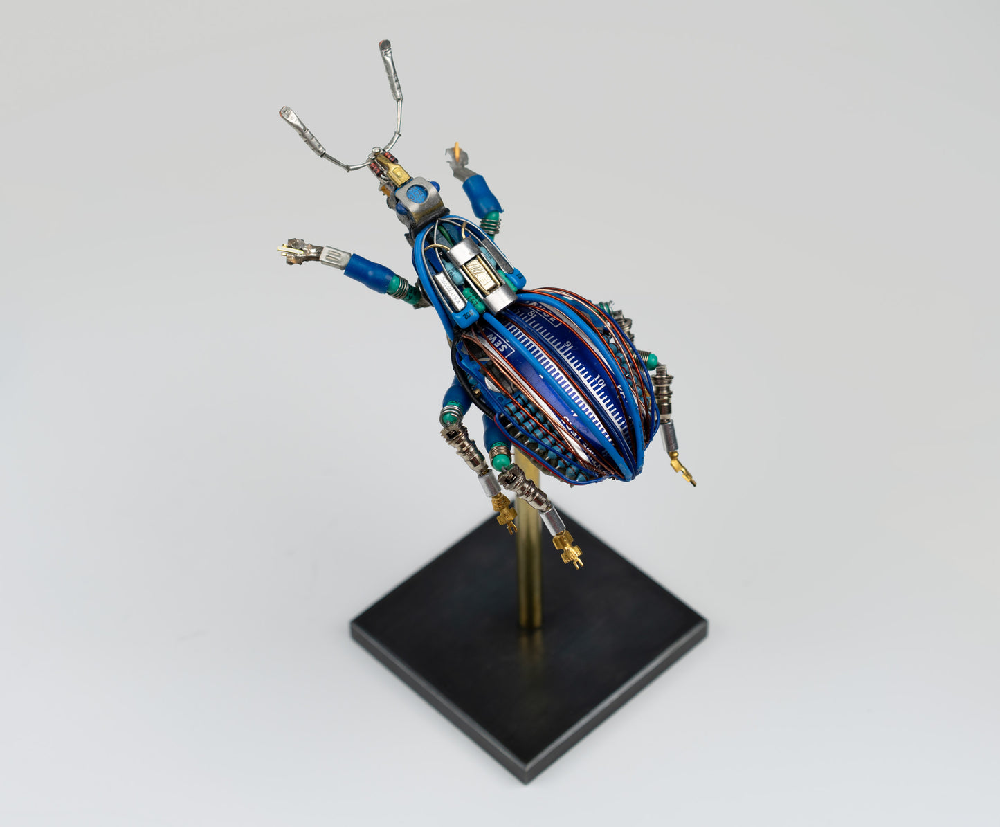 Blue-Gauge Weevil, 2025