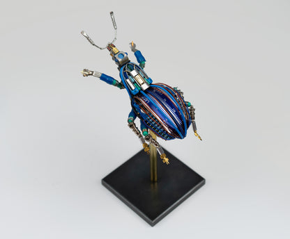 Blue-Gauge Weevil, 2025