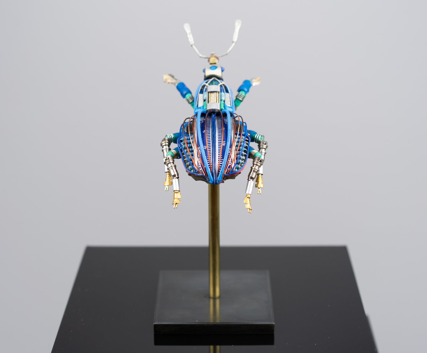 Blue-Gauge Weevil, 2025