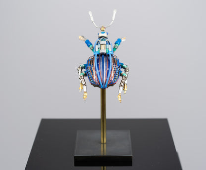 Blue-Gauge Weevil, 2025