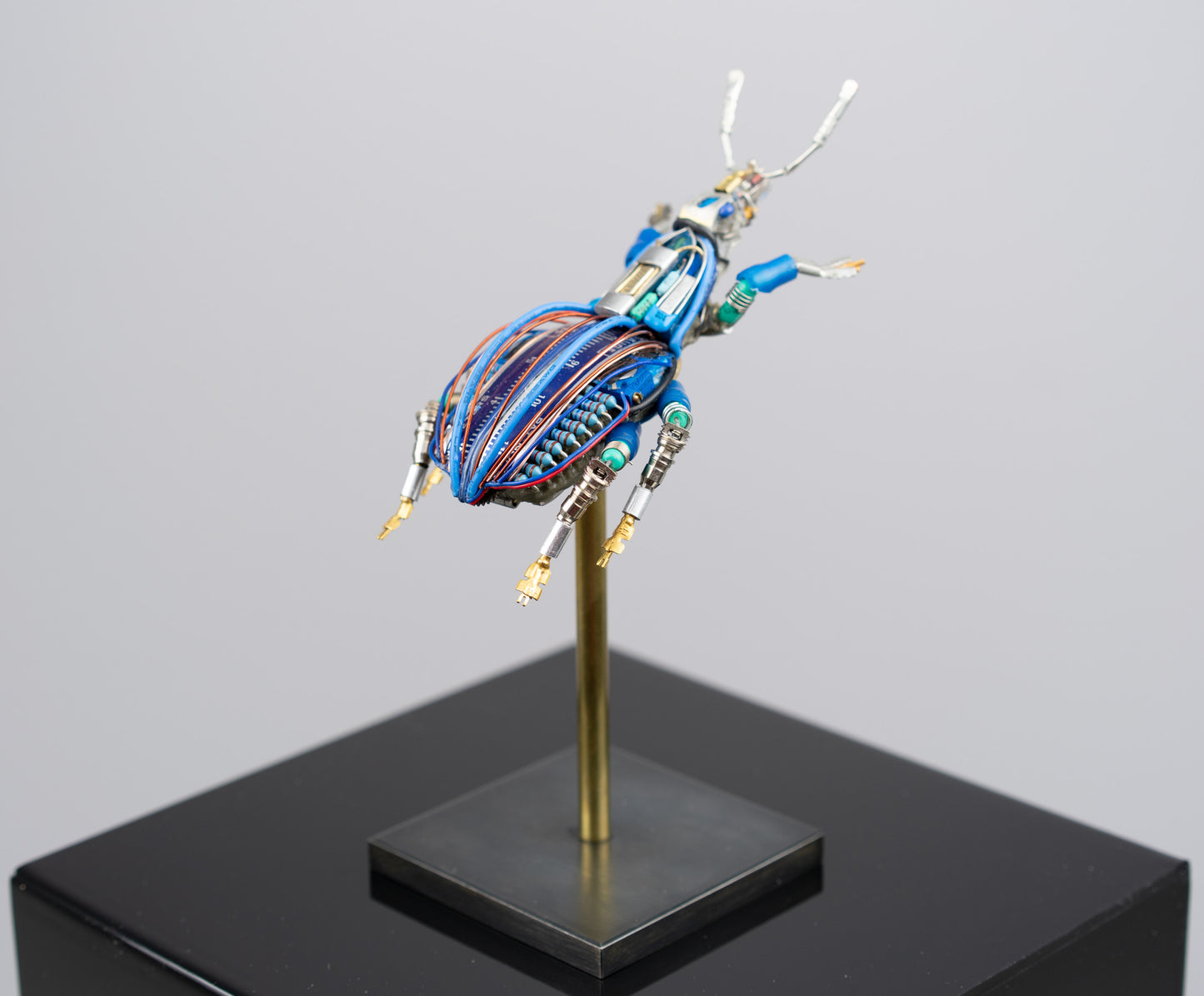 Blue-Gauge Weevil, 2025