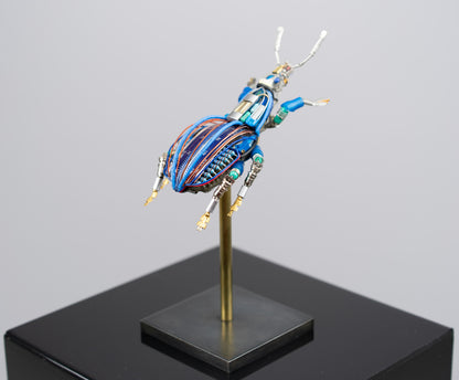 Blue-Gauge Weevil, 2025