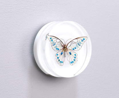 Sky Switch Butterfly, 2024