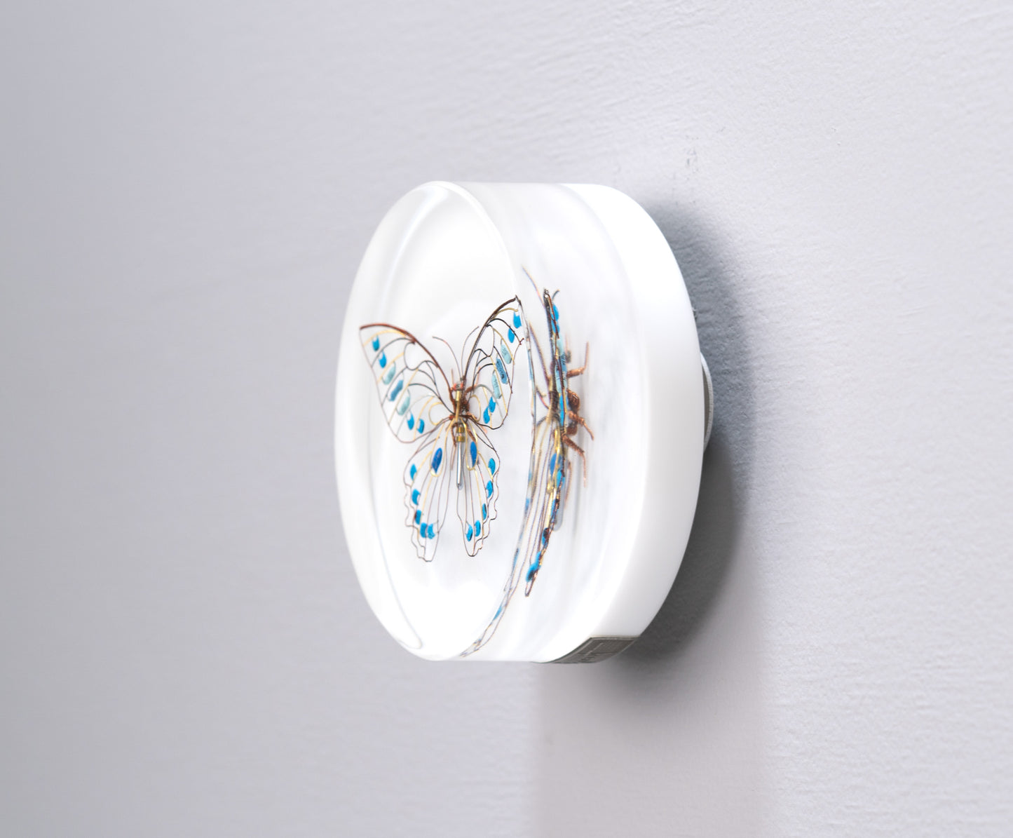 Sky Switch Butterfly, 2024