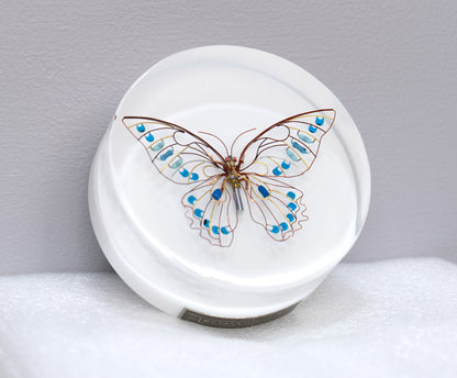 Sky Switch Butterfly, 2024