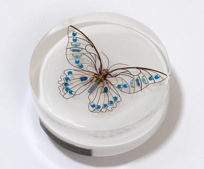 Sky Switch Butterfly, 2024