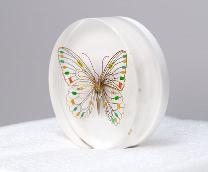 Citrus Photon Butterfly, 2024
