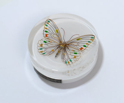 Citrus Photon Butterfly, 2024