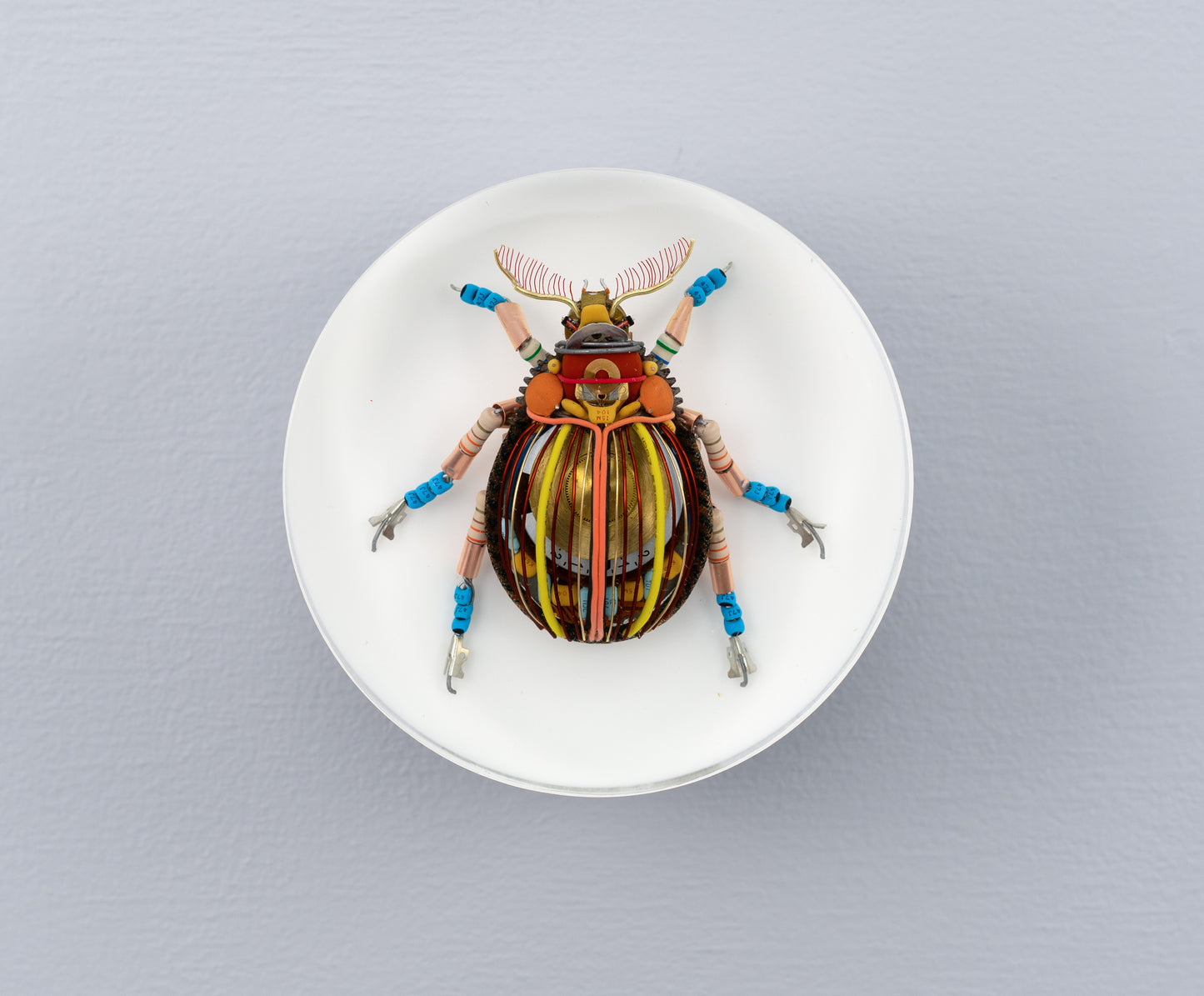 Gold Cymbal Beetle, 2026