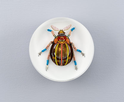 Gold Cymbal Beetle, 2026