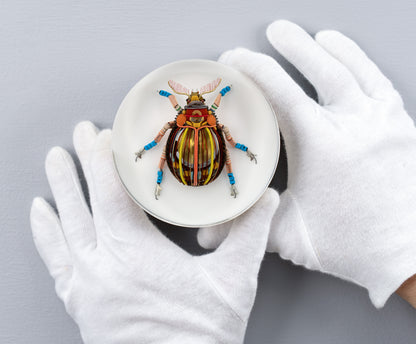 Gold Cymbal Beetle, 2026