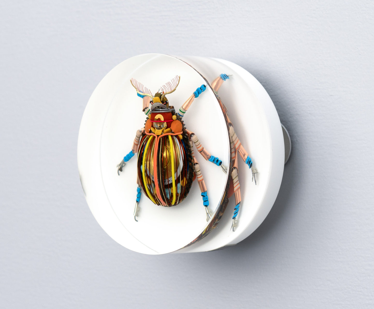 Gold Cymbal Beetle, 2026