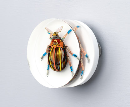 Gold Cymbal Beetle, 2026