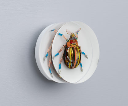 Gold Cymbal Beetle, 2026