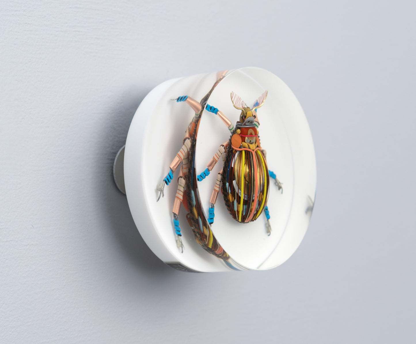 Gold Cymbal Beetle, 2026