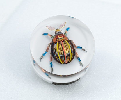 Gold Cymbal Beetle, 2026
